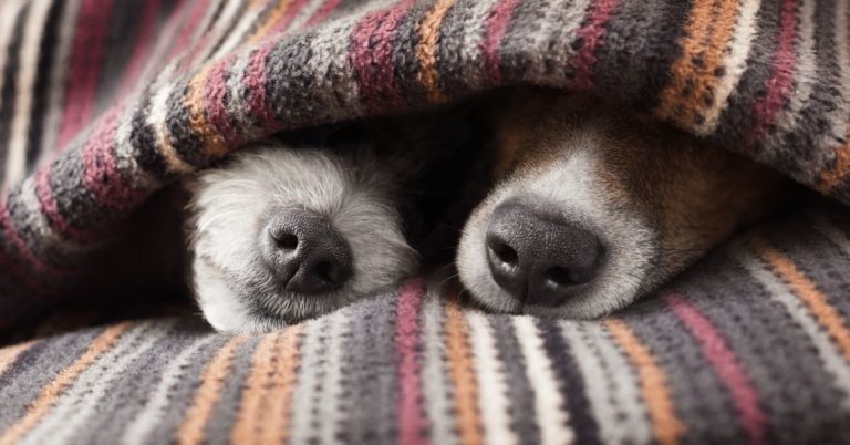 Would You Cuddle a Stranger for $60 Hour - picture of two dog noses sticking out of blanket